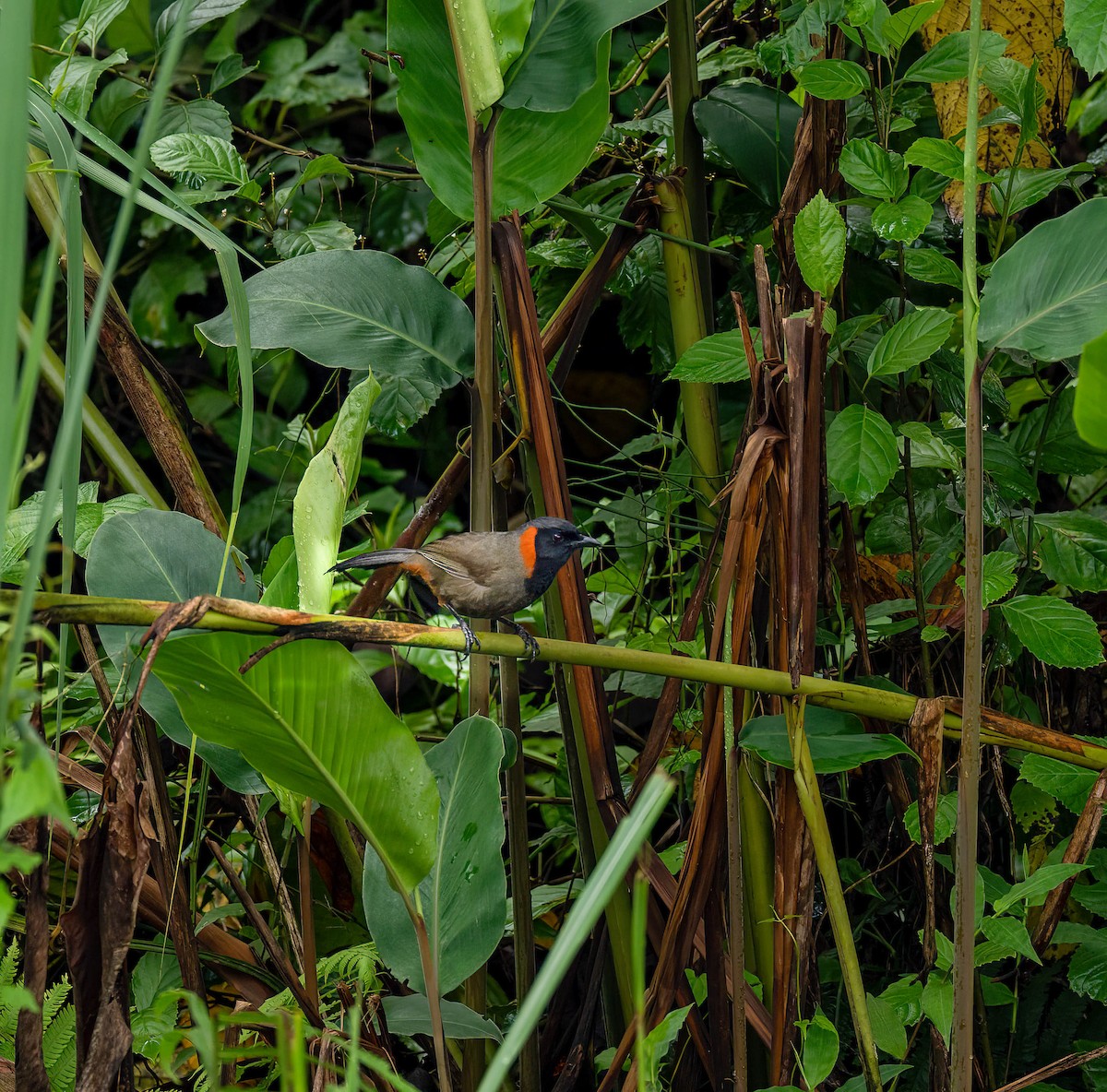 Rufous-necked Laughingthrush - ML619173695