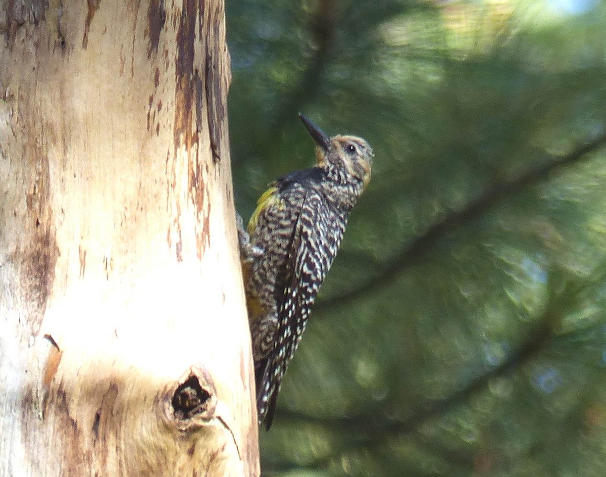 Williamson's Sapsucker - ML61917371