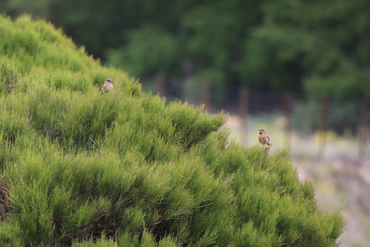 European Stonechat - ML619173715