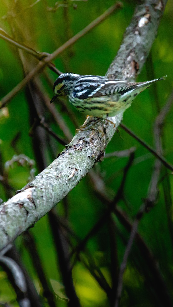 Black-and-white Warbler - steve núñez