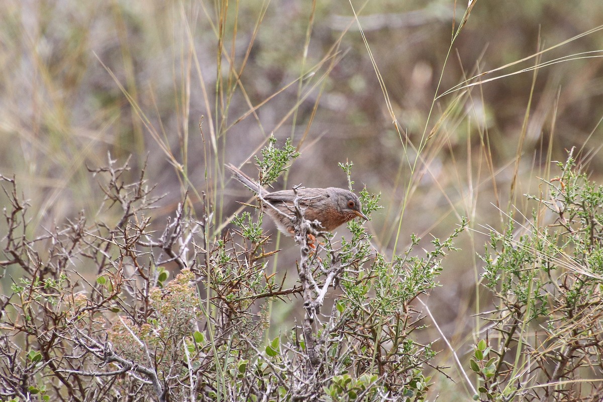 Dartford Warbler - Gonzalo Peña Sánchez