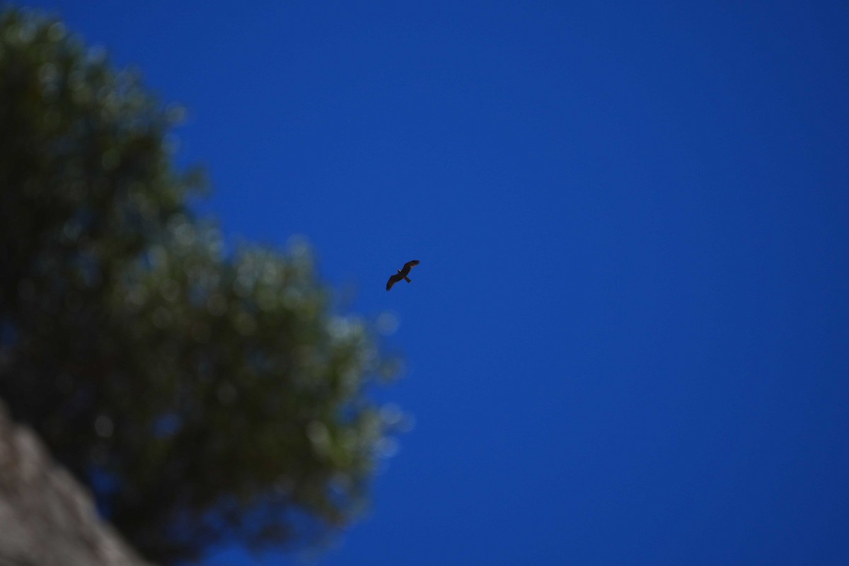 Black Kite - Victoriano Mora Morillo