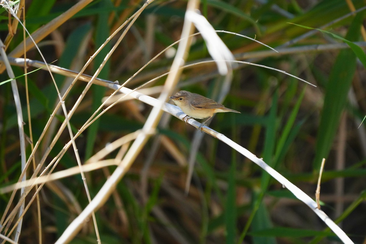 Common Reed Warbler - Victoriano Mora Morillo