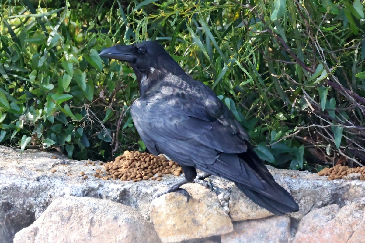 Common Raven - Leonardo Rassu