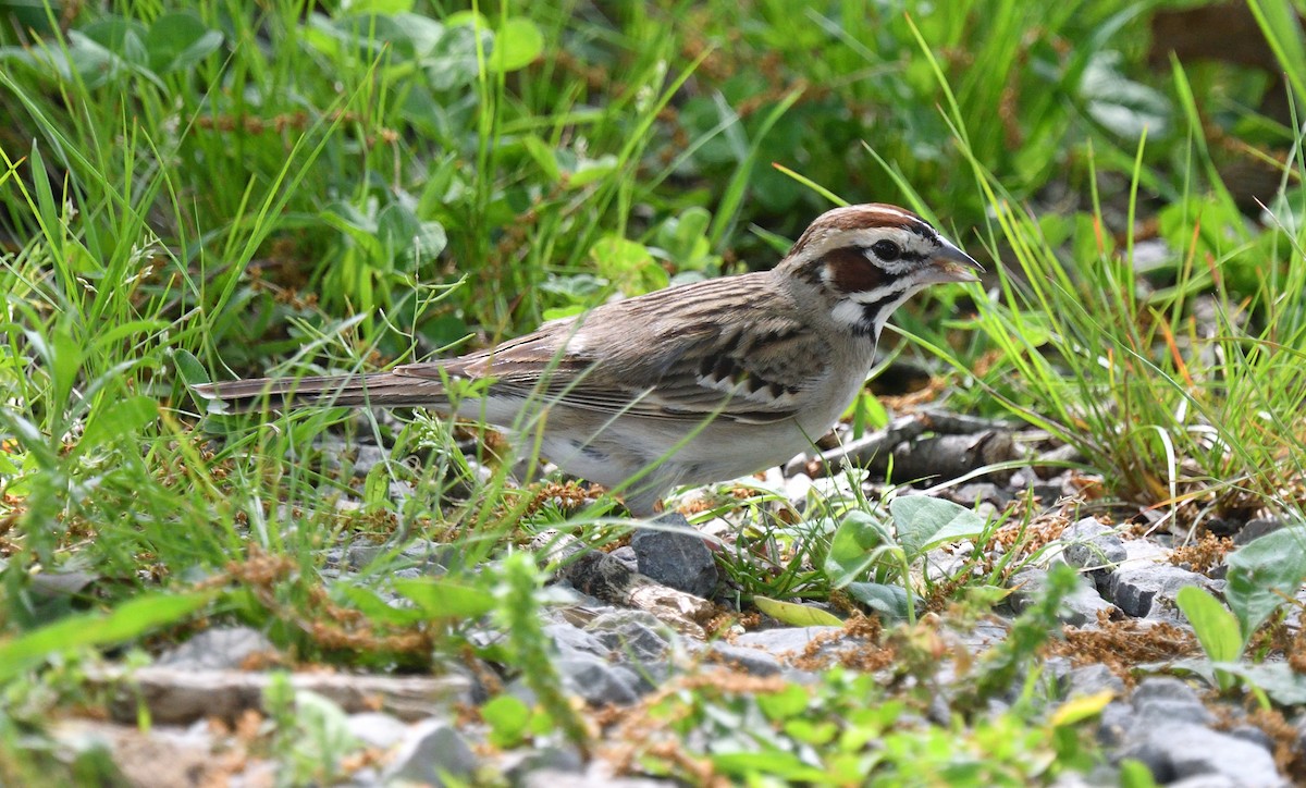 Lark Sparrow - Dominic Sherony