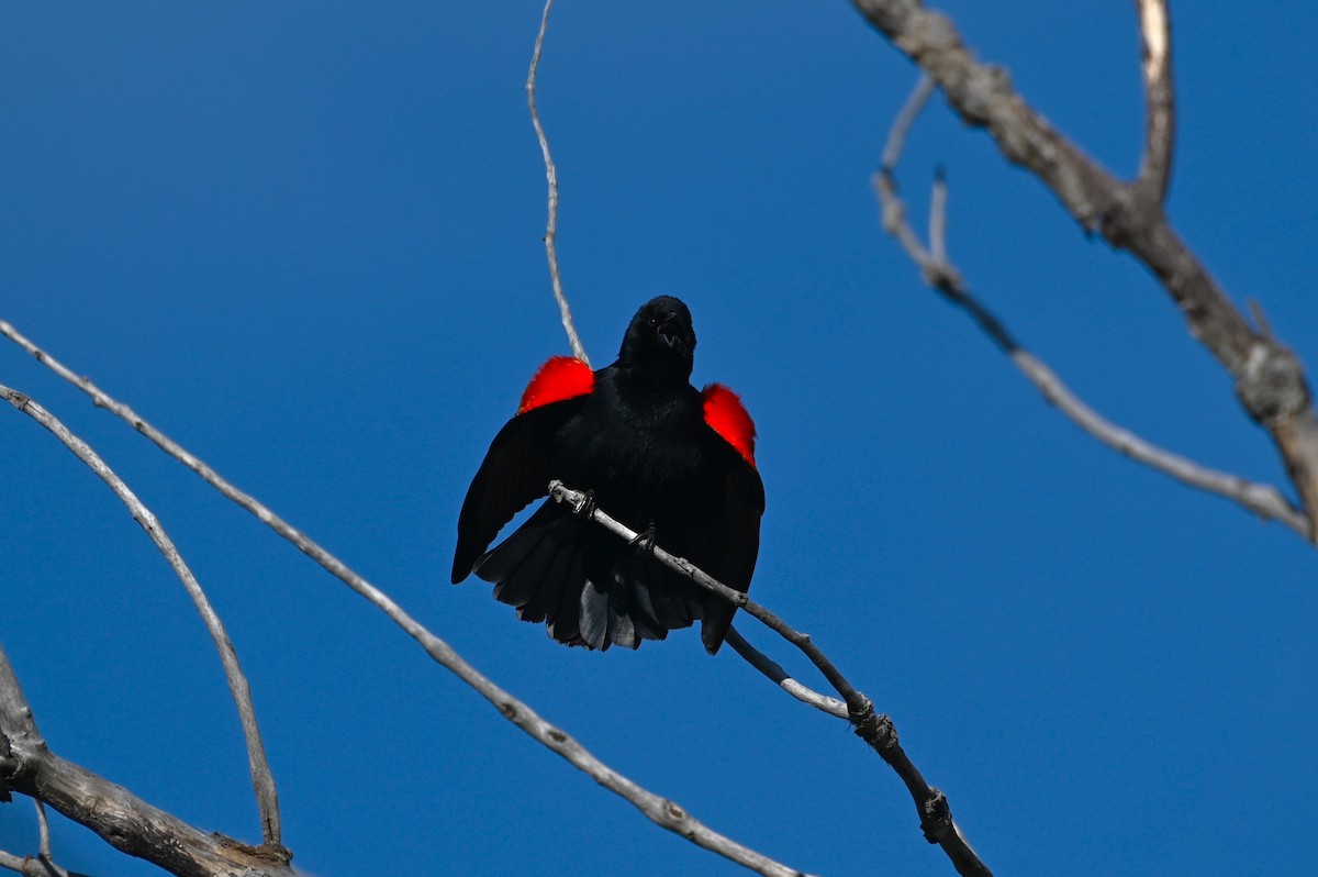 Red-winged Blackbird - Brendan Beers