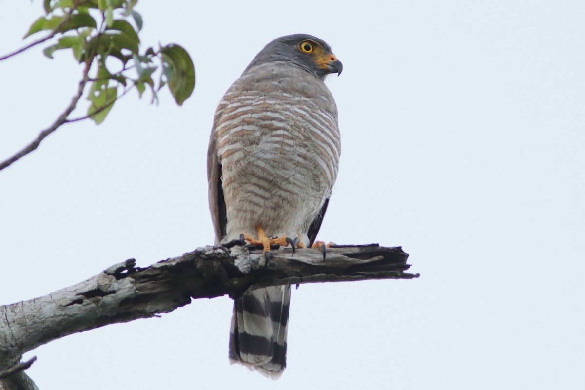 Roadside Hawk - ML619173789