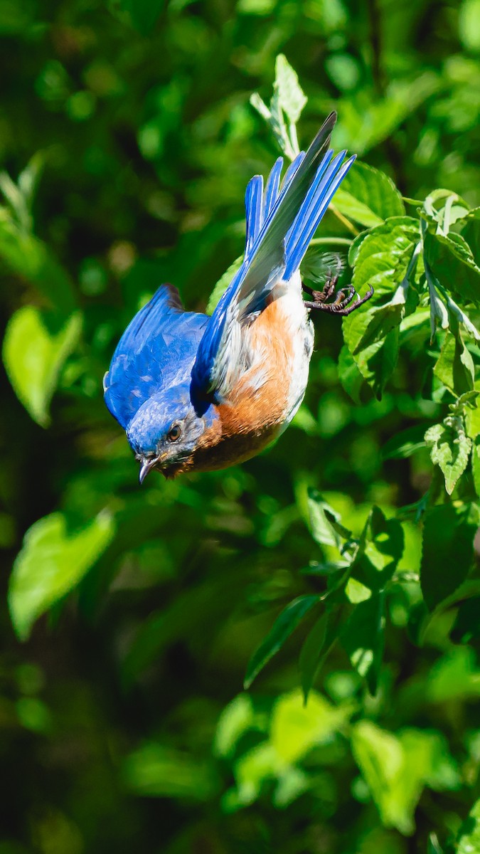 Eastern Bluebird - steve núñez