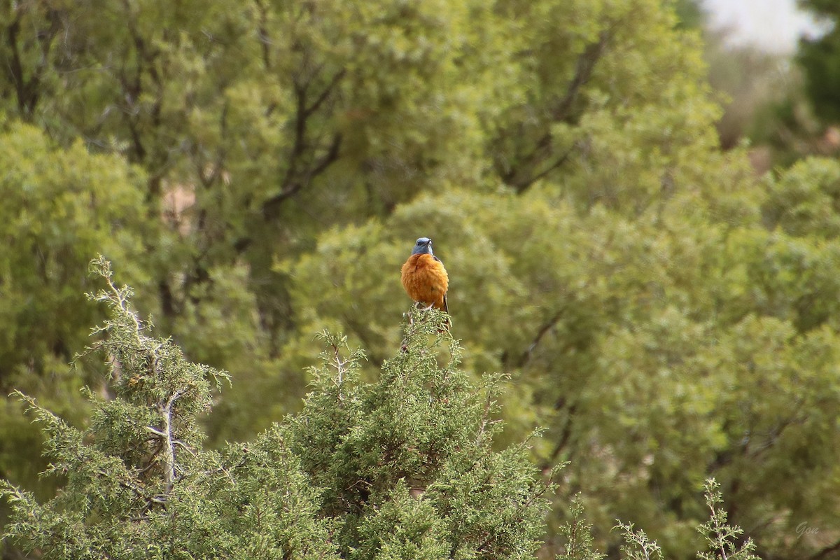 Rufous-tailed Rock-Thrush - Gonzalo Peña Sánchez