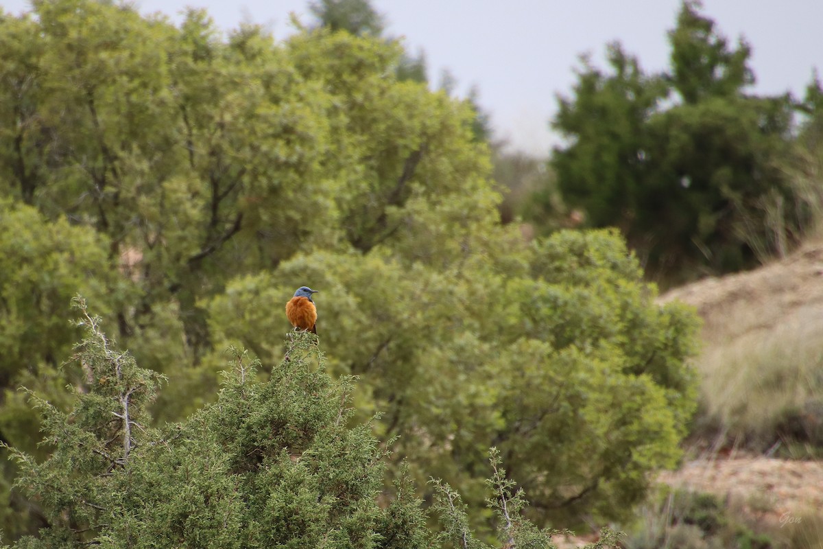 Rufous-tailed Rock-Thrush - ML619173815