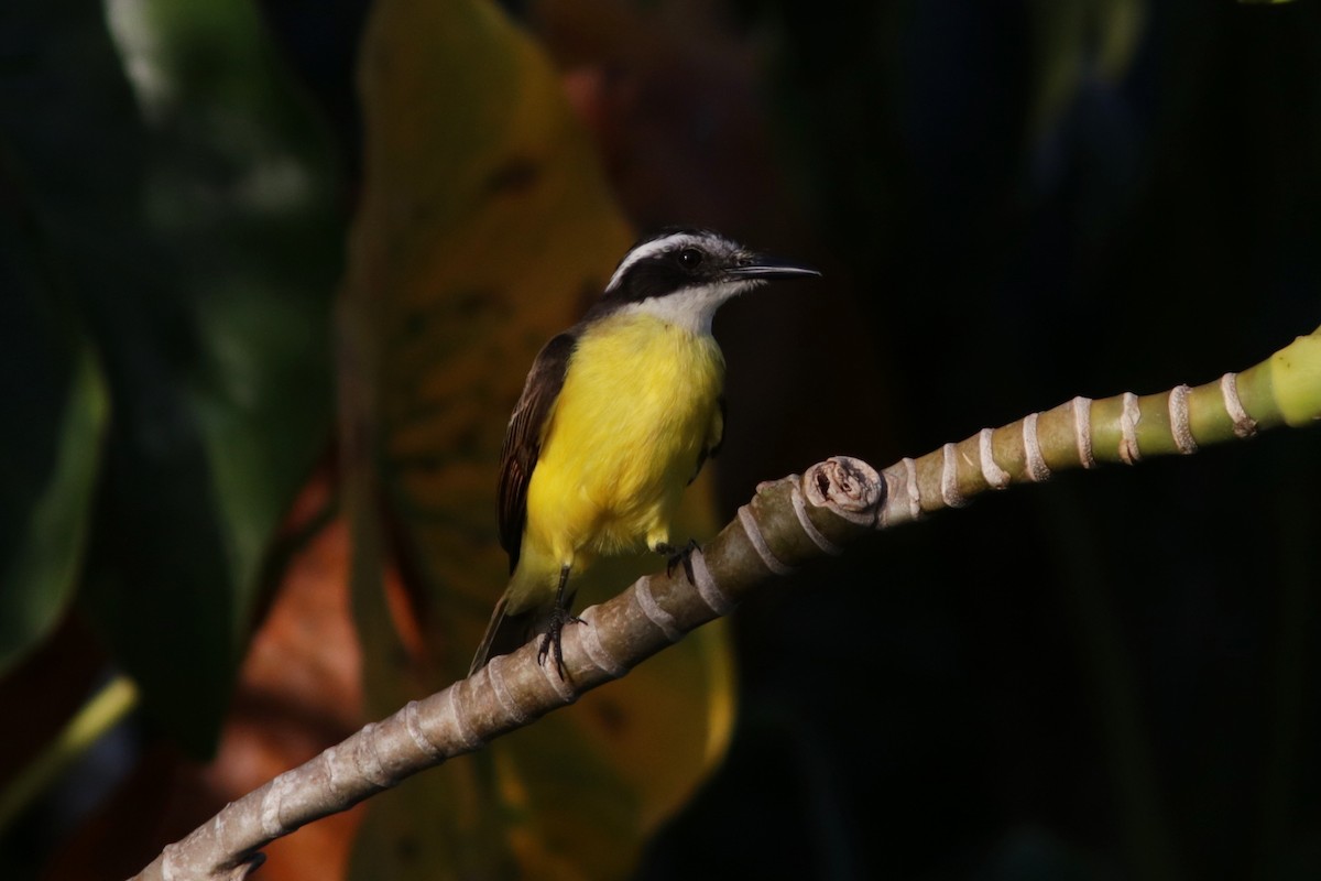 Lesser Kiskadee - Richard Dunn