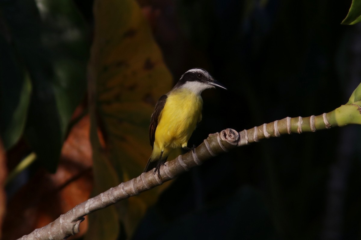 Lesser Kiskadee - Richard Dunn