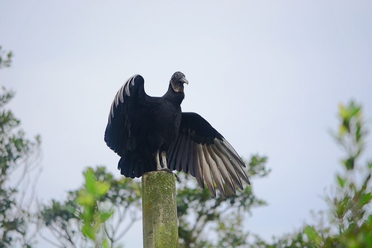 Black Vulture - João Gava Just