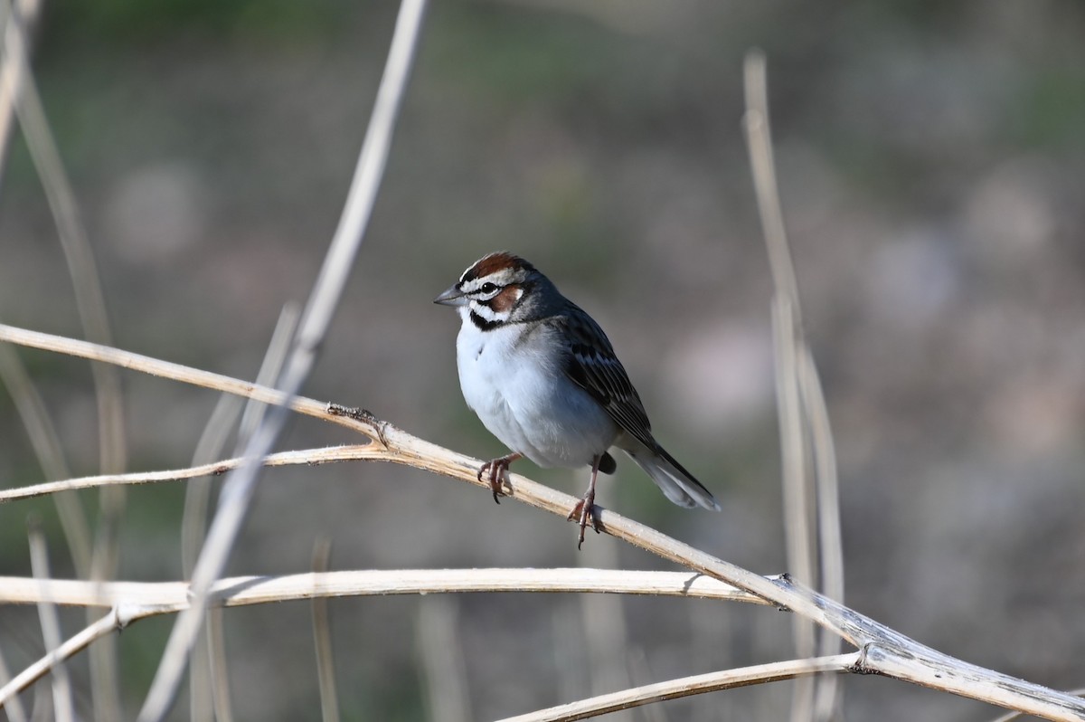 Lark Sparrow - Brendan Beers