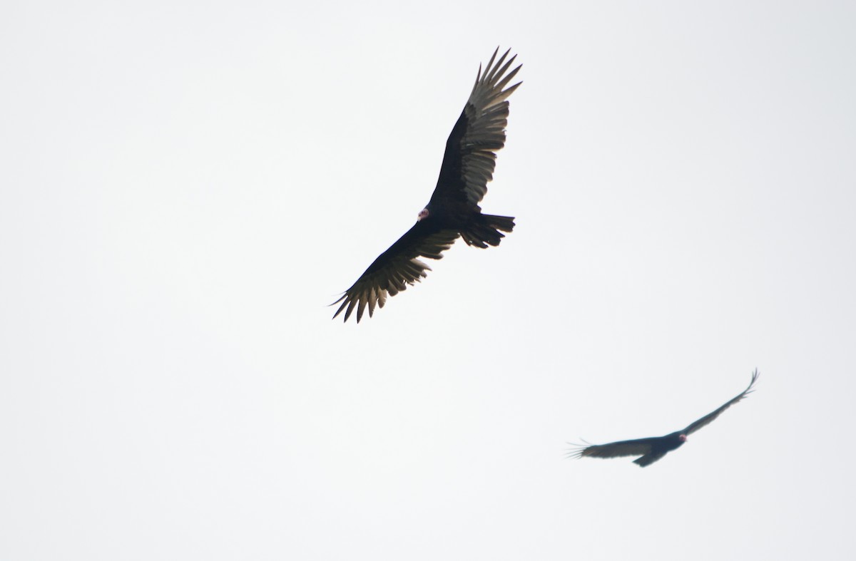 Turkey Vulture - João Gava Just