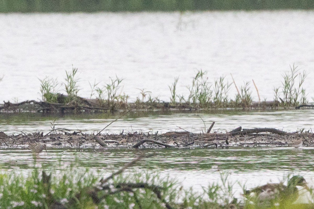 Stilt Sandpiper - ML619173840