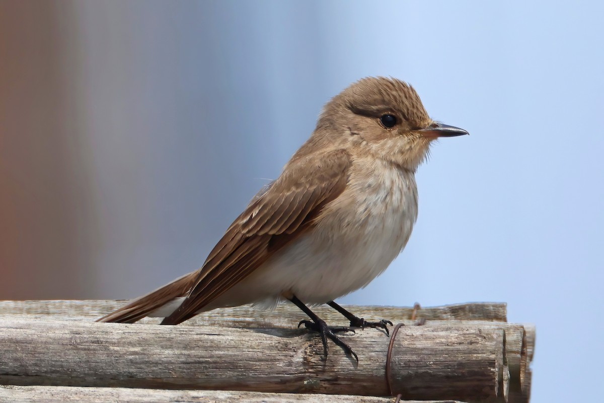 Spotted Flycatcher - ML619173846