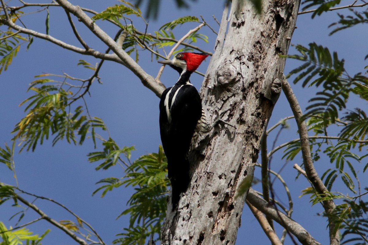 Crimson-crested Woodpecker - Richard Dunn