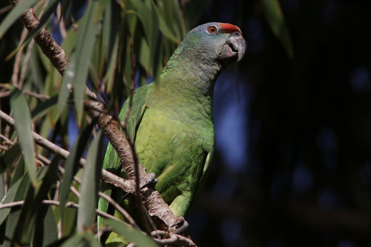 Festive Amazon - Richard Dunn