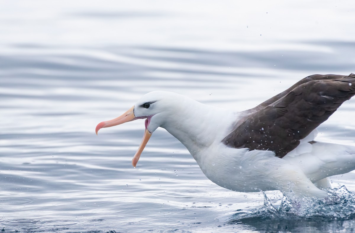 Black-browed Albatross - Esteban Villanueva (Aves Libres Chile)