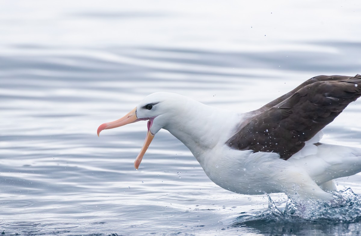 Black-browed Albatross - ML619173862