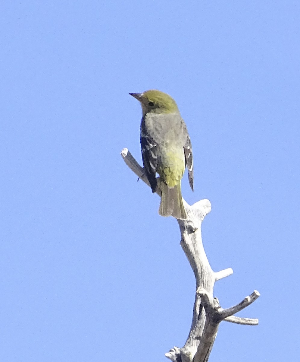 Western Tanager - Nancy Overholtz