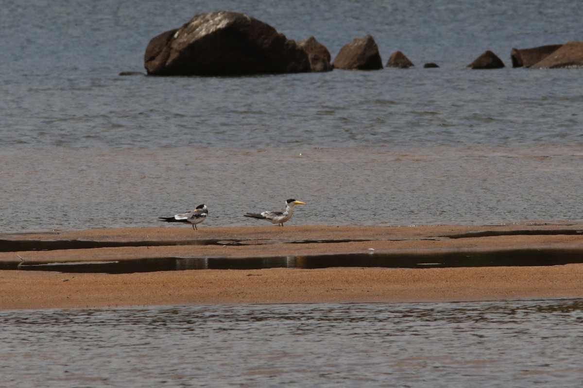 Large-billed Tern - Richard Dunn