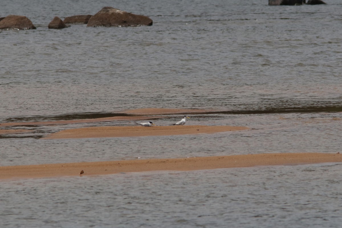 Yellow-billed Tern - ML619173875