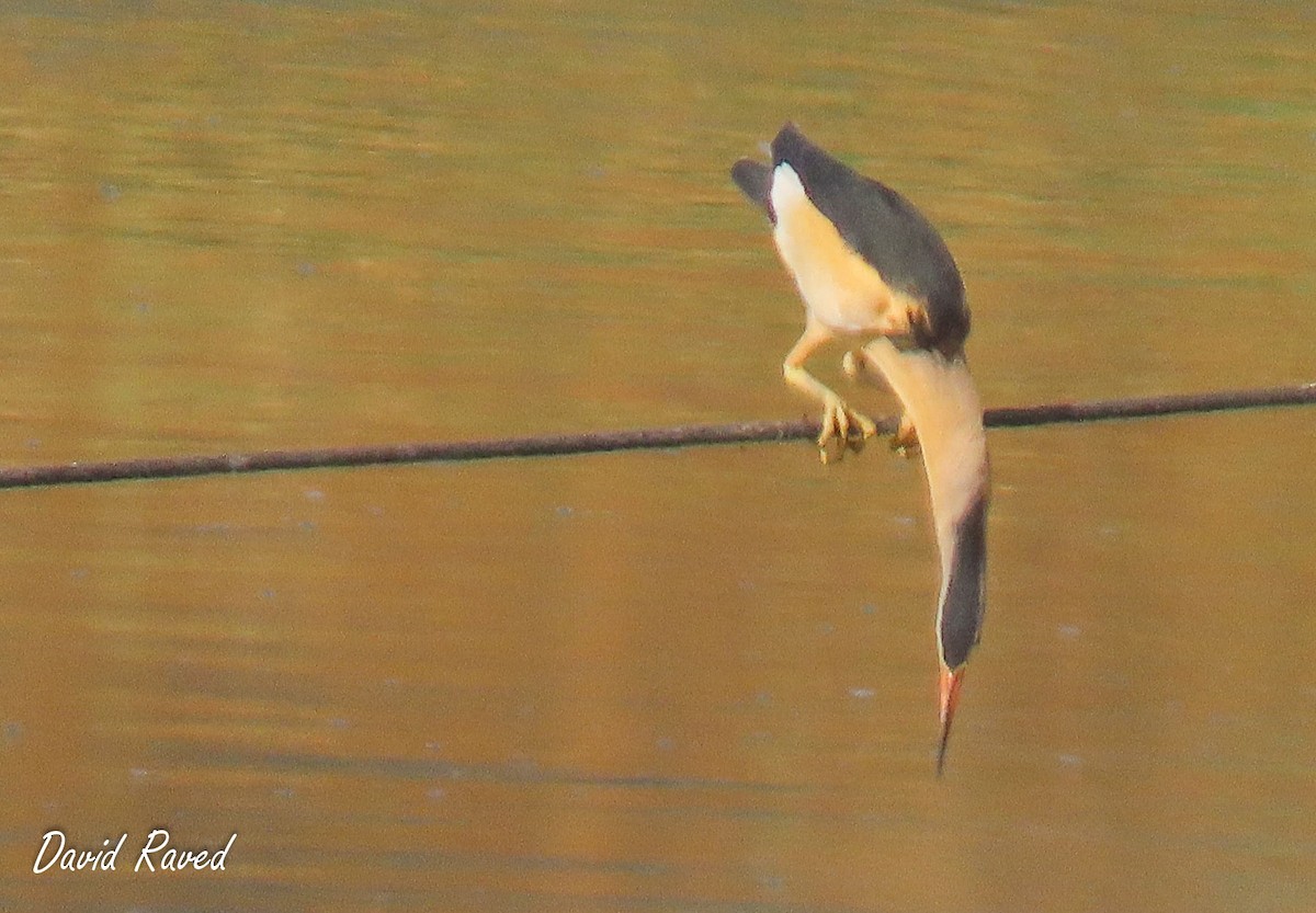 Little Bittern - David Raved