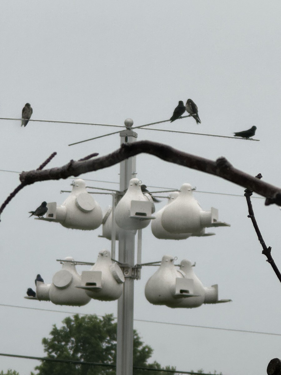 Purple Martin - Stephanie Reisch