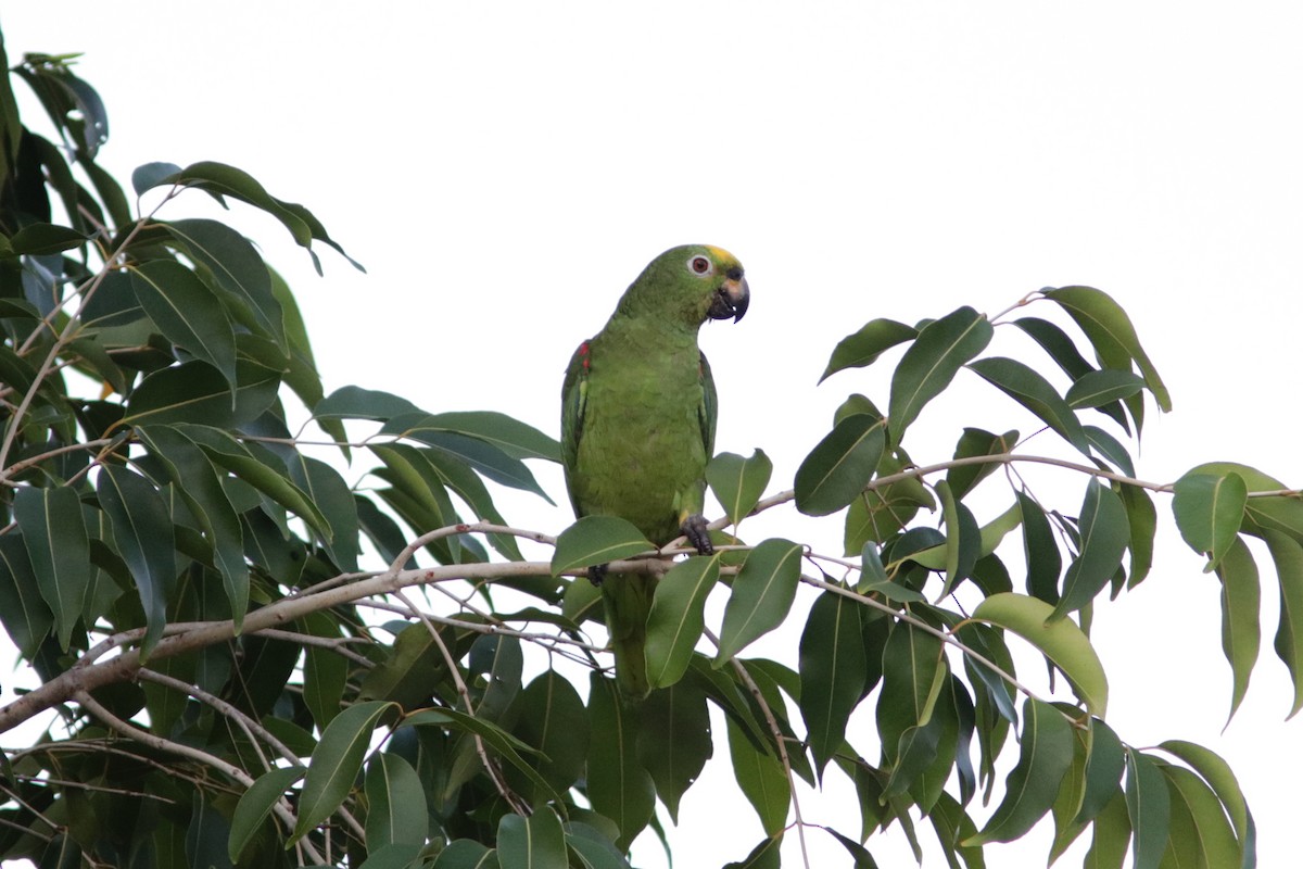 Yellow-crowned Parrot - Richard Dunn