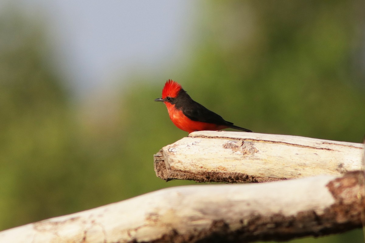 Vermilion Flycatcher - ML619173950