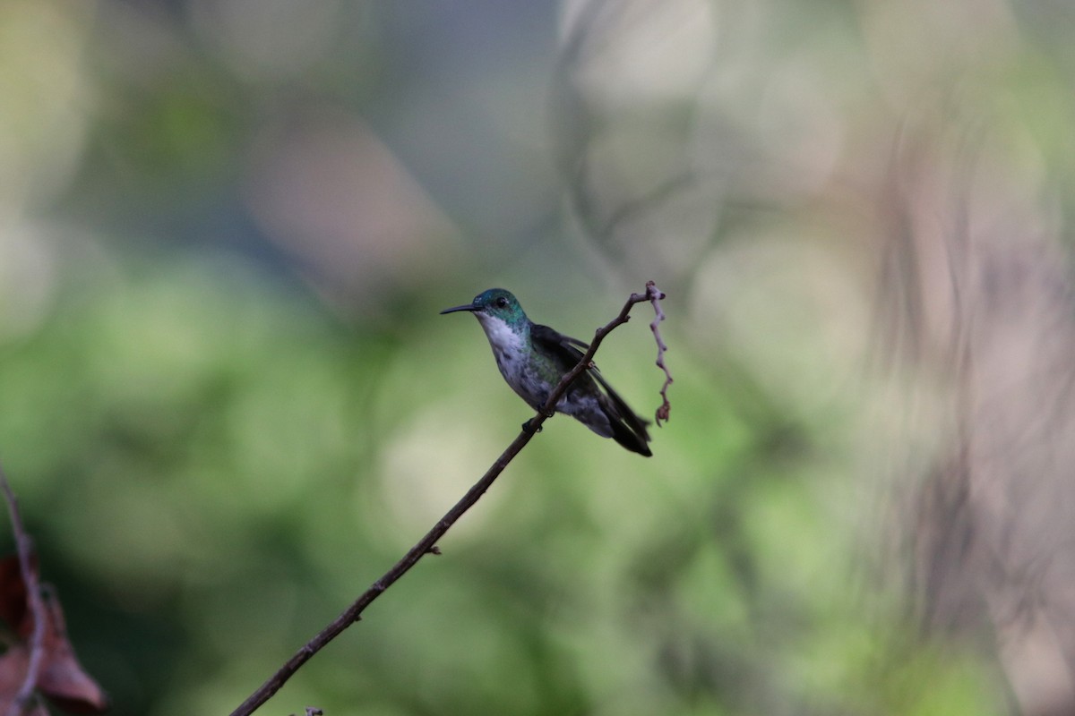 kolibřík běloprsý - ML619173960