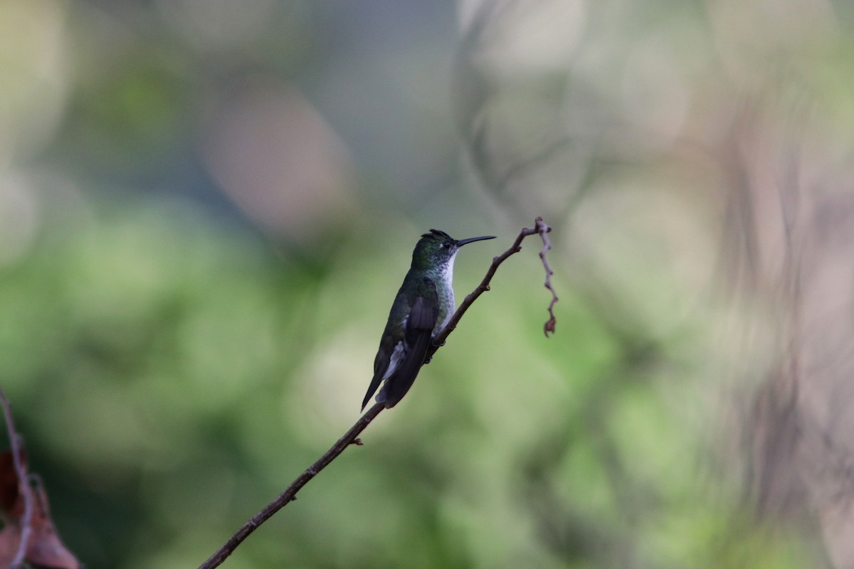 White-chested Emerald - ML619173961