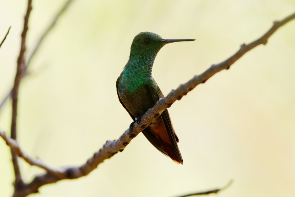 Copper-tailed Hummingbird - ML619173966