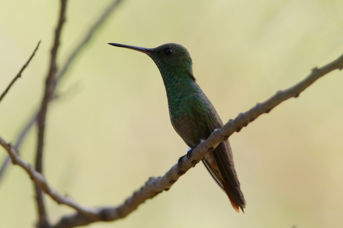 Copper-tailed Hummingbird - Richard Dunn