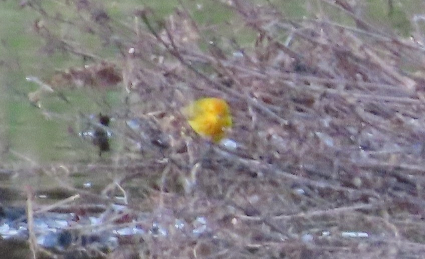 Yellow Warbler - Fran Kerbs