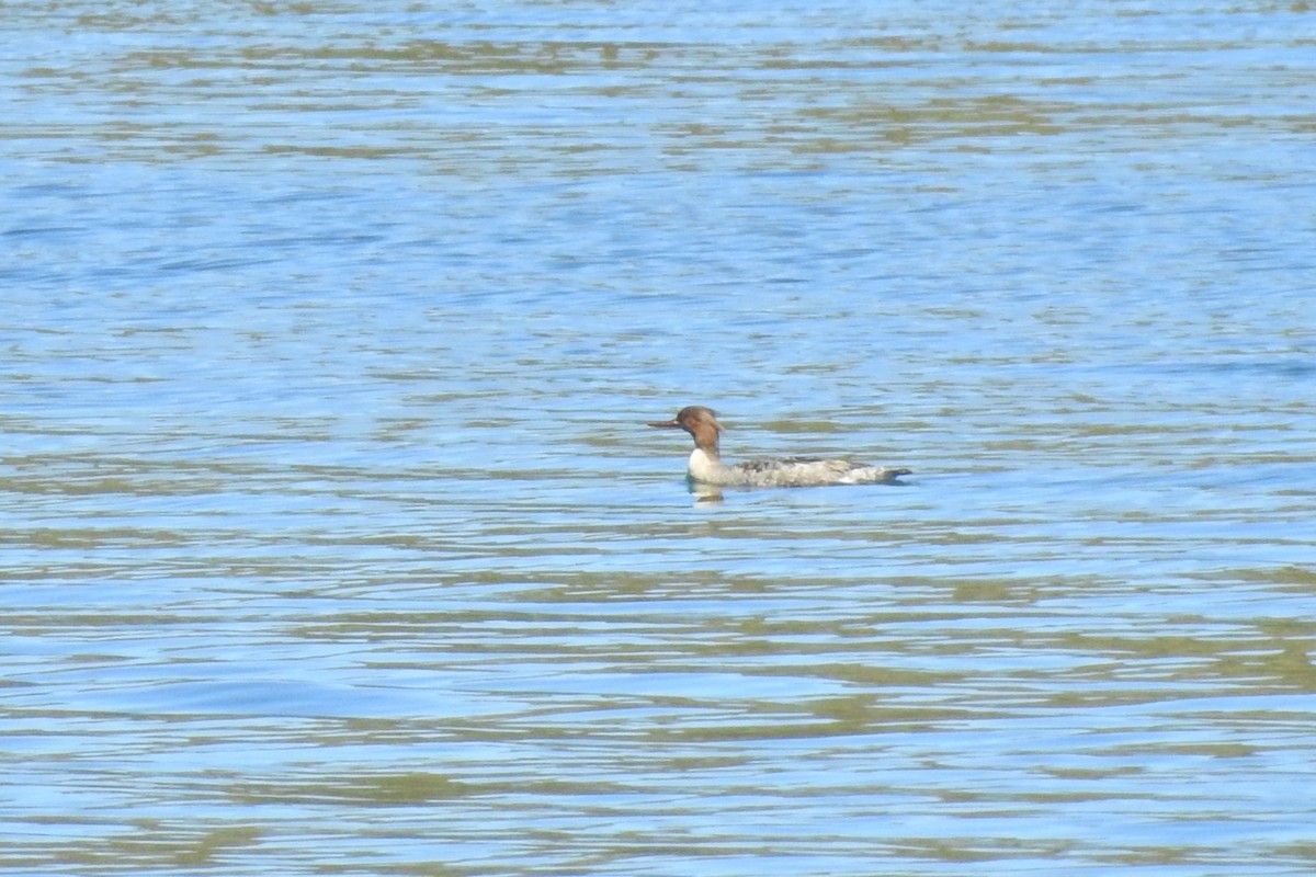 Red-breasted Merganser - Jarvis Shirky