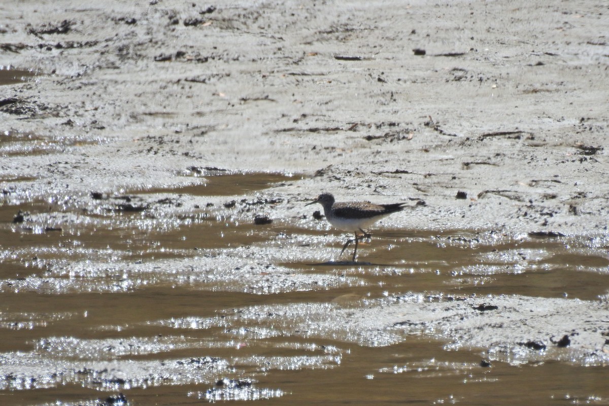 Solitary Sandpiper - Jarvis Shirky