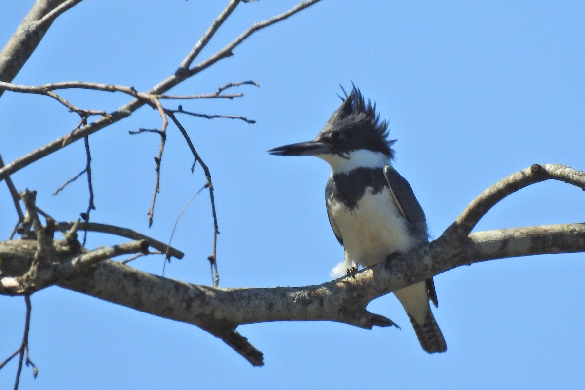 Belted Kingfisher - Jarvis Shirky