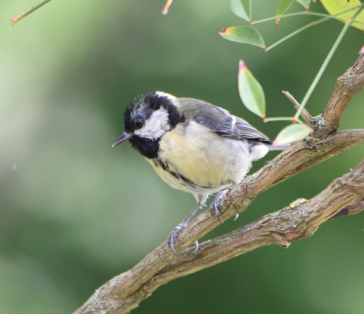 Mésange charbonnière - ML619174031