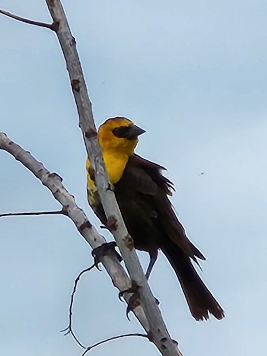 Yellow-headed Blackbird - ML619174039