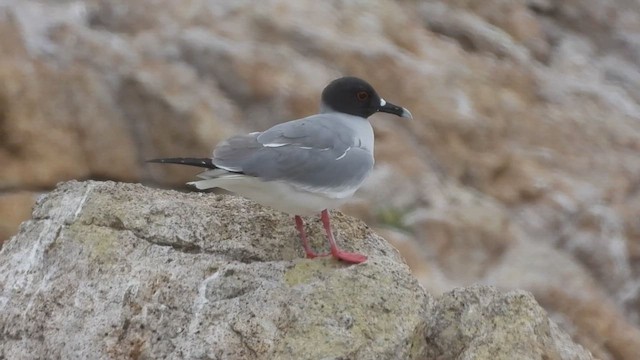 Swallow-tailed Gull - ML619174048