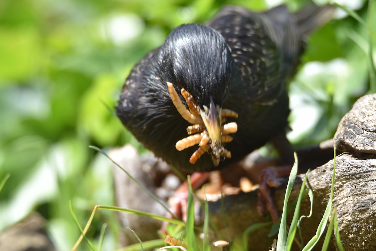 European Starling - ML619174052