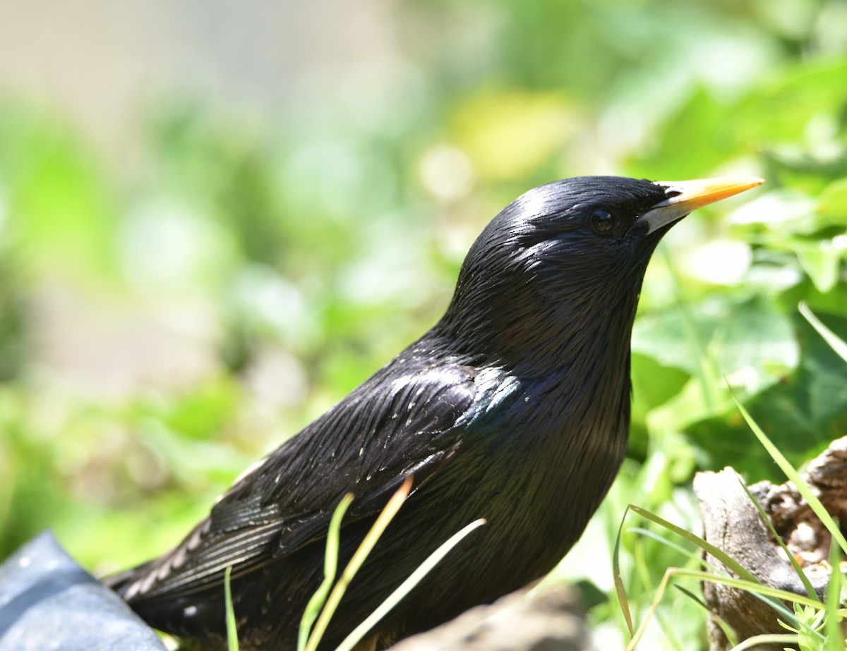 Spotless Starling - ML619174064