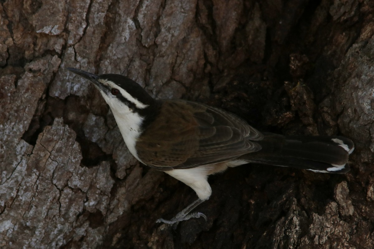 Bicolored Wren - Richard Dunn