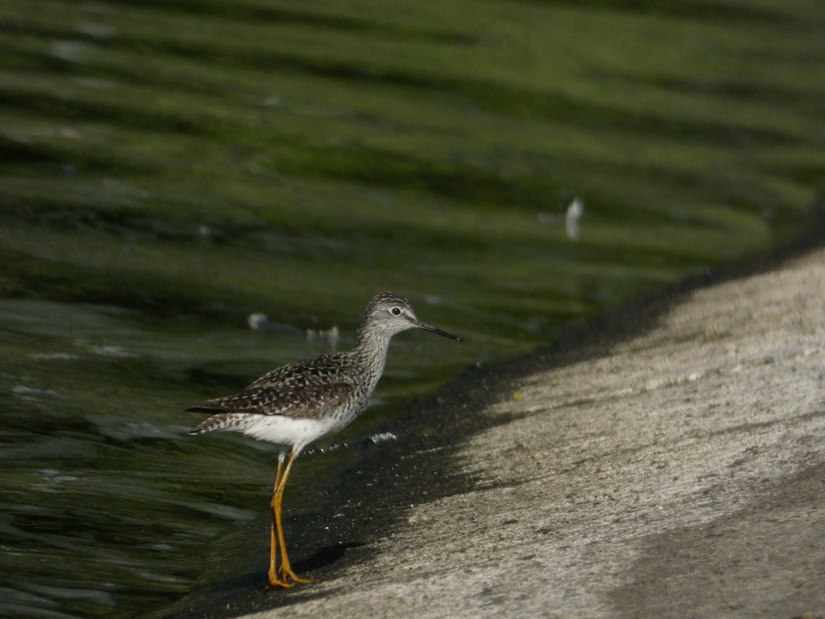 Lesser Yellowlegs - Aidan Rodriguez