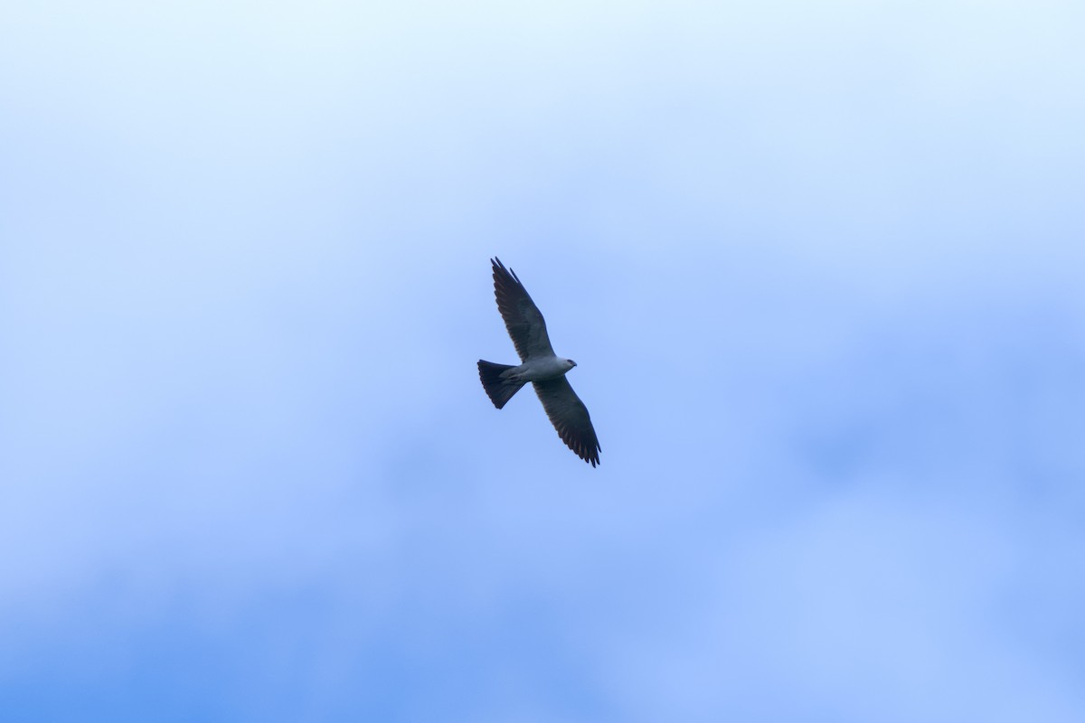 Mississippi Kite - Mark Montazer