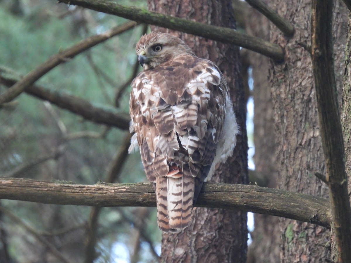 Red-tailed Hawk - ML619174130