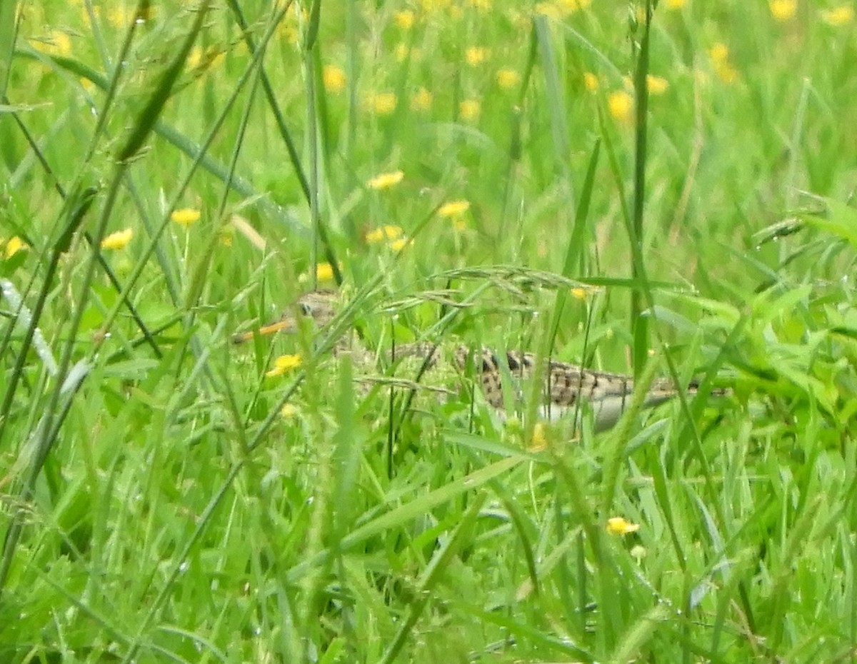 Upland Sandpiper - ML619174139